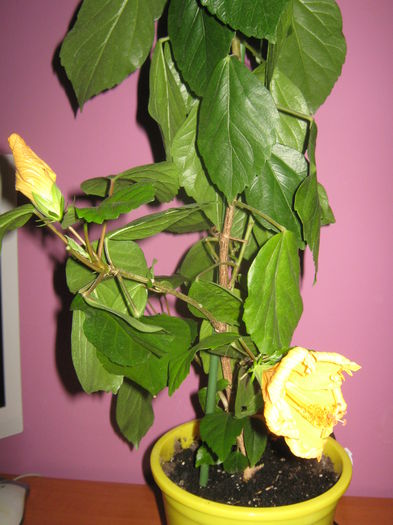 Picture My plants 2274 - Hibiscus Kim