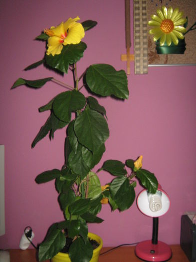 Picture My plants 2275 - Hibiscus Kim