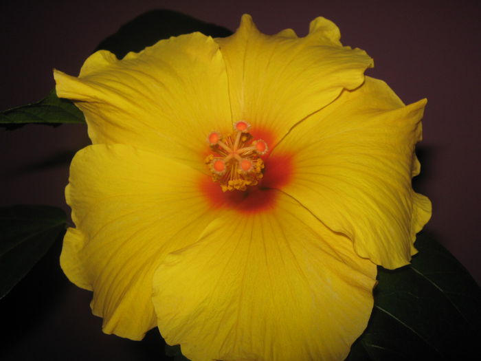 Picture My plants 2277