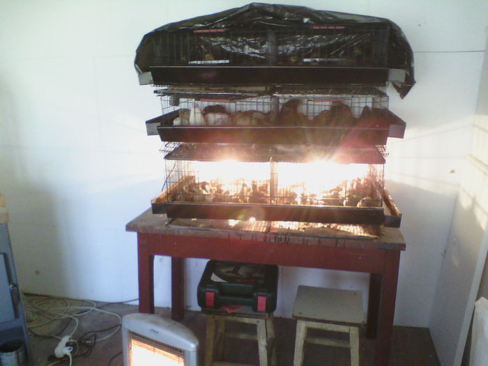 IMG00450 - PREPELITE OUATOARE