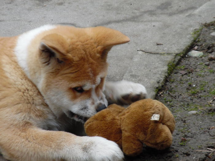 005 - AKIRA-femela rasa Akita Inu Japonez