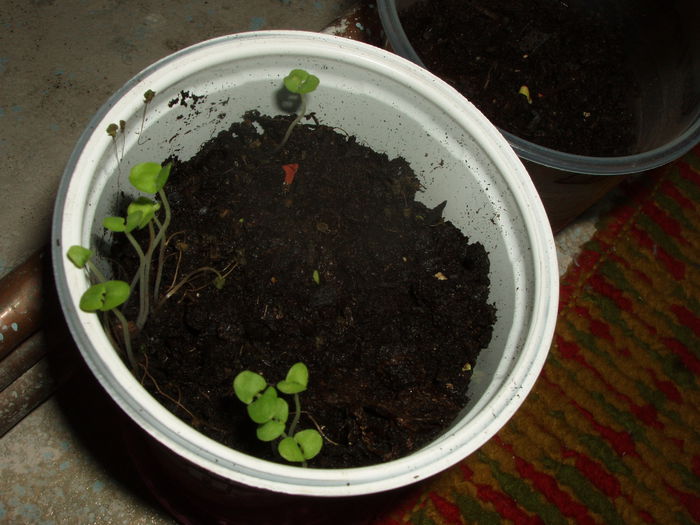 12.02 (10)busuioc la incoltit - inceput de februarie 2015