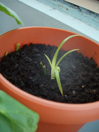 14 feb. 2015 (7)Cyperus