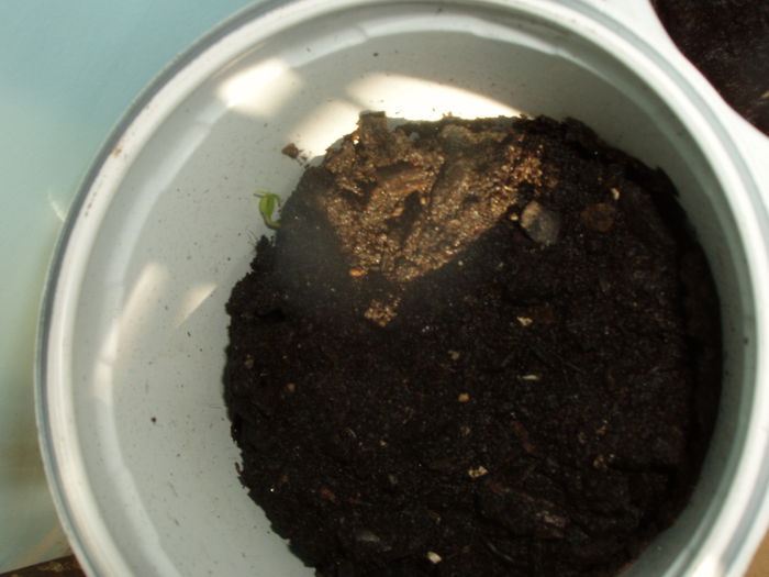 ardei chery seminte la incoltit