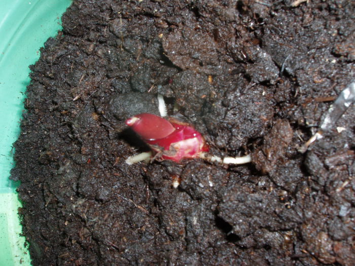 canna (2)14 feb.2015 - inceput de februarie 2015