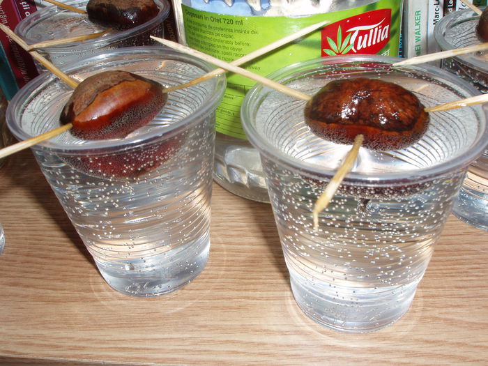 castane comestibile 14 feb.2015 (2) - inceput de februarie 2015