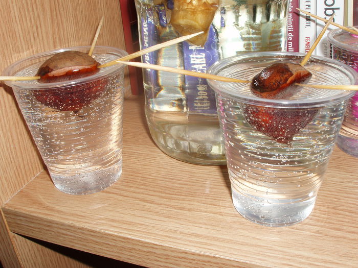 castane comestibile 14 feb.2015 (3)