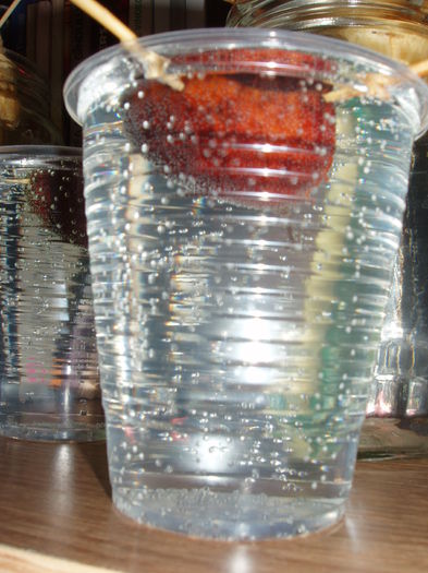 castane comestibile 14 feb.2015 (4)