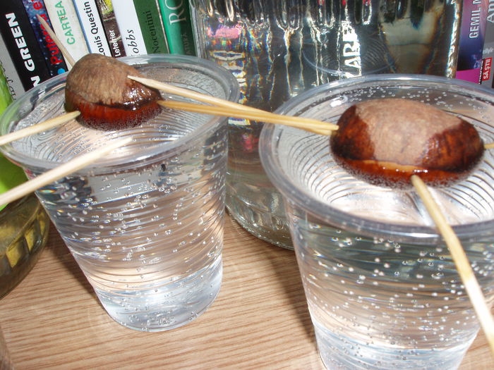 castane comestibile 14 feb.2015