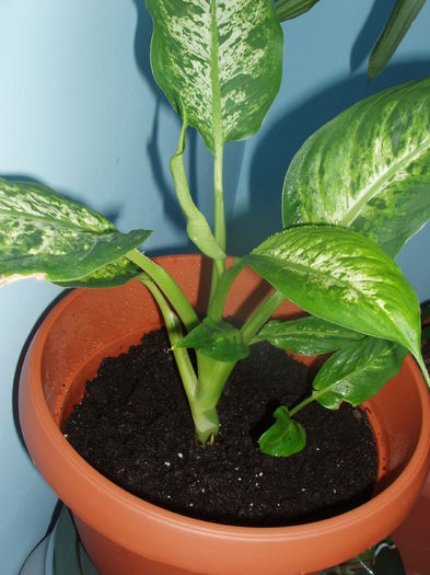 difenbahia 14 feb.2015 - inceput de februarie 2015