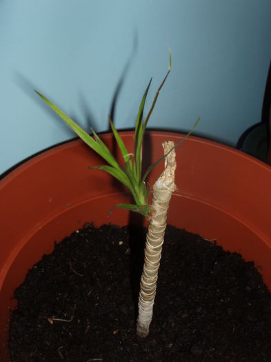 dracena (2)