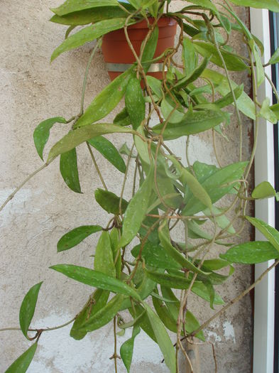 hoya (2) - inceput de februarie 2015