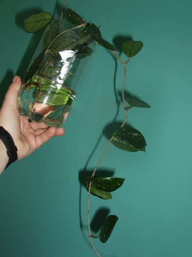 lastari de hoya (3) - inceput de februarie 2015