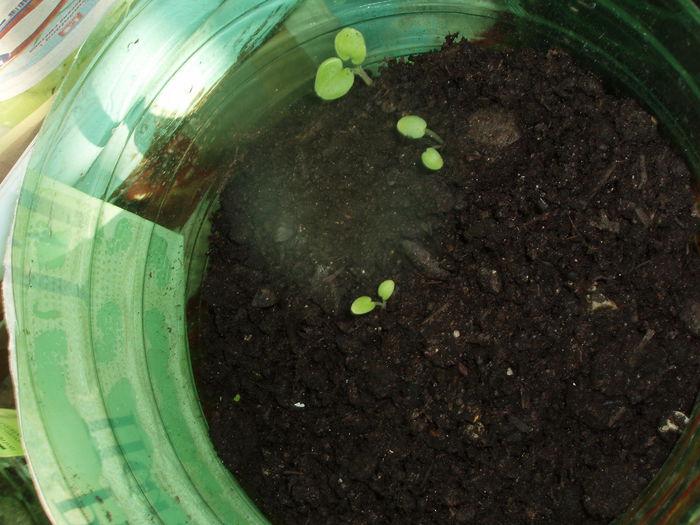 muscate din seminte feb.2015 (2) - inceput de februarie 2015