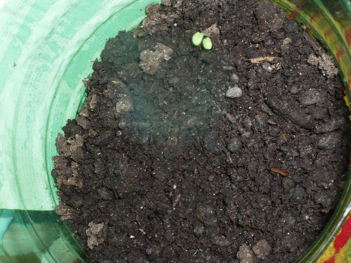 muscate din seminte feb.2015 - inceput de februarie 2015