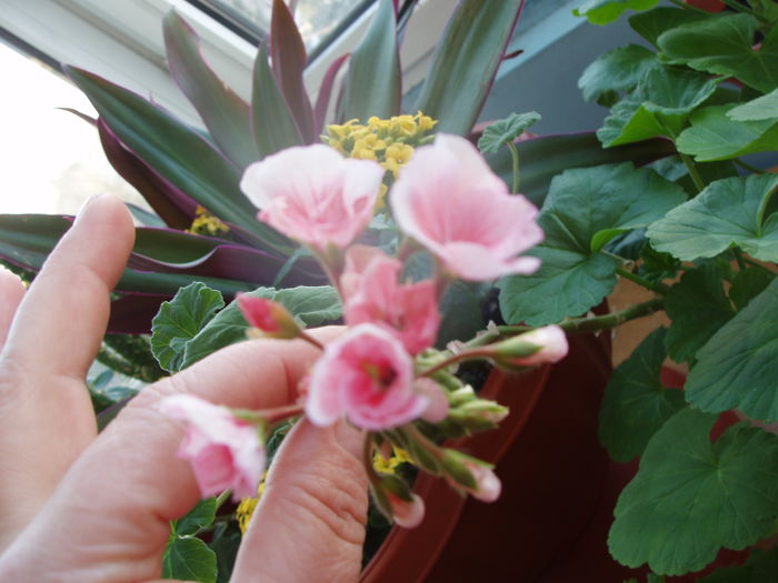 muscate - inceput de februarie 2015