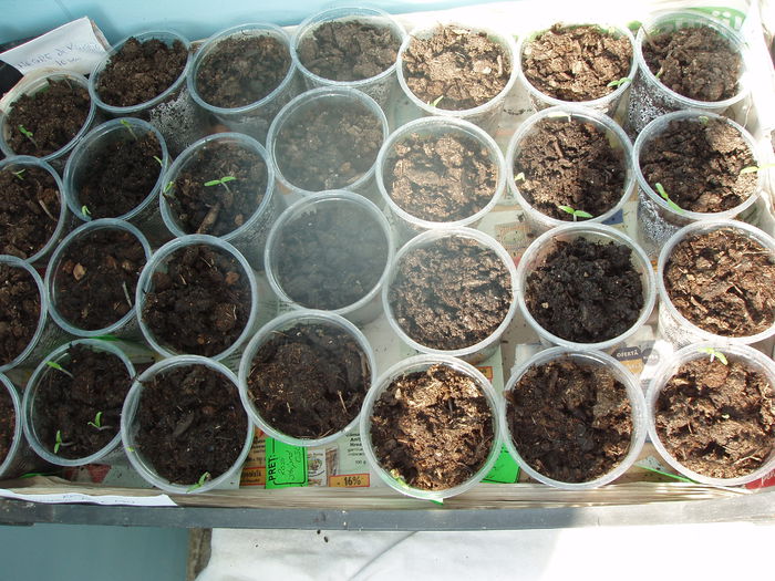 rasad de rosii si castraveti feb. 2015 (3)