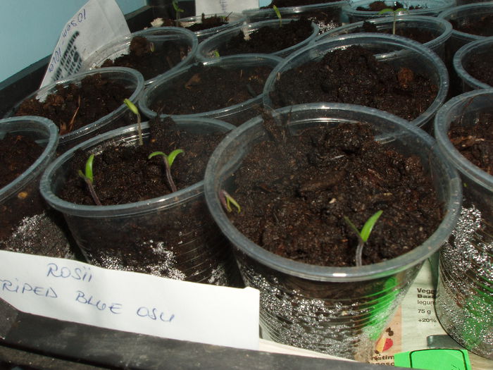 rasad de rosii si castraveti feb.2015 (2)