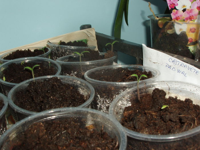 rasad de rosii si castraveti feb.2015 (3) - inceput de februarie 2015