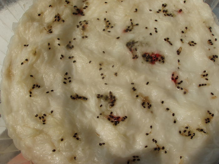 seminte de kiwi la incoltit 14 feb. 2015