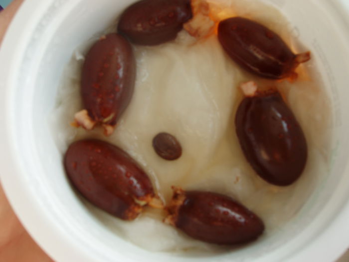 seminte de lichii la incoltit feb. 2015