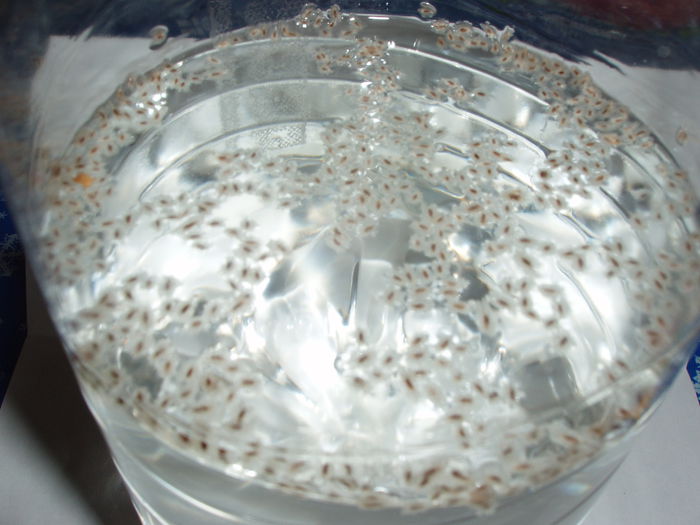 seminte la incoltit paulonwia 12 feb.2015 (3)