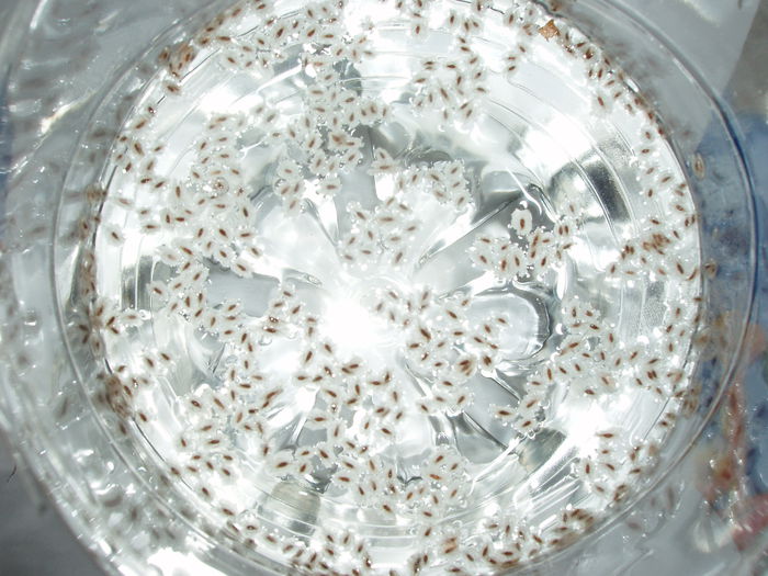 seminte la incoltit paulonwia 12 feb.2015 (5)