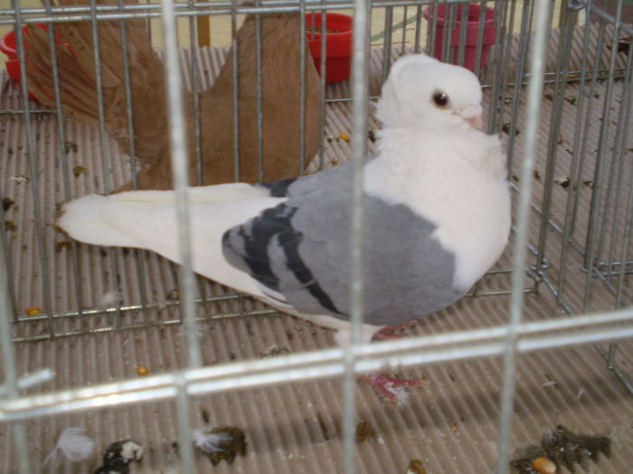 P1050036 - EXPO TURDA2015