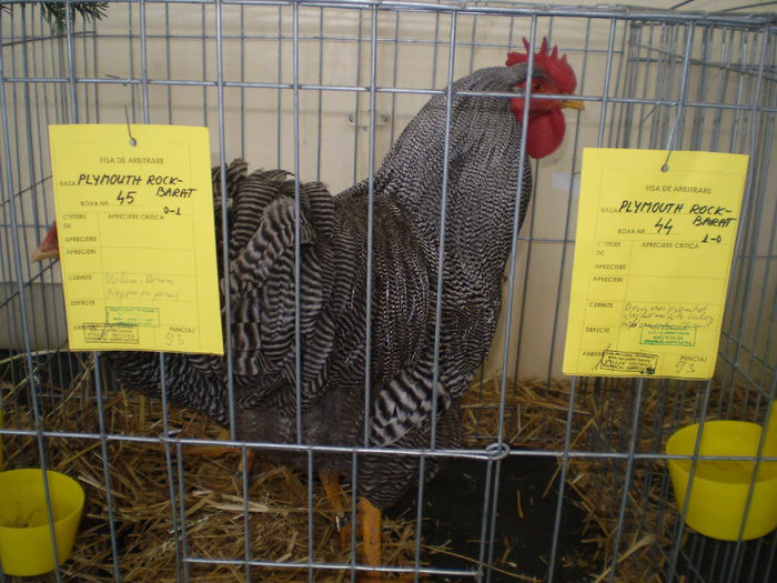 P1050054 - EXPO TURDA2015