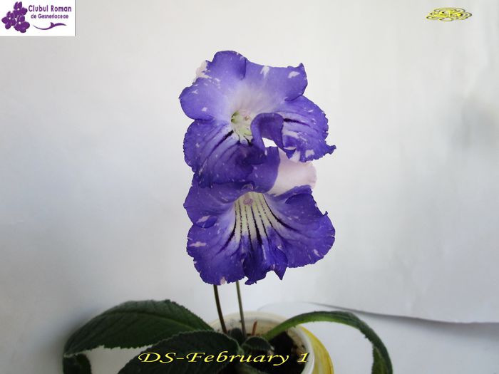 DS-February1(14-02-2015) - Streptocarpusi 2015