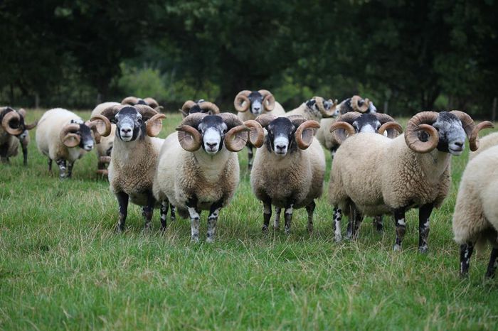 Berbecutii blackface irlandezi
