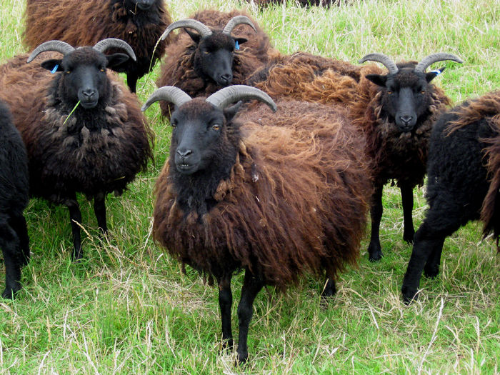 Hebridean sheep