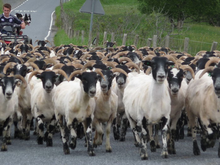 Manam oile cu ATV-ul - Rase de oi si capre-Poze deosebite-6