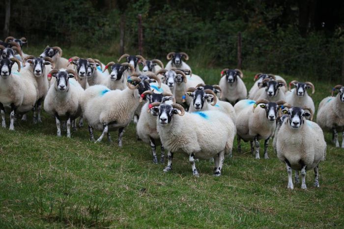 Oitele irlandeze-76 - Rase de oi si capre-Poze deosebite-6