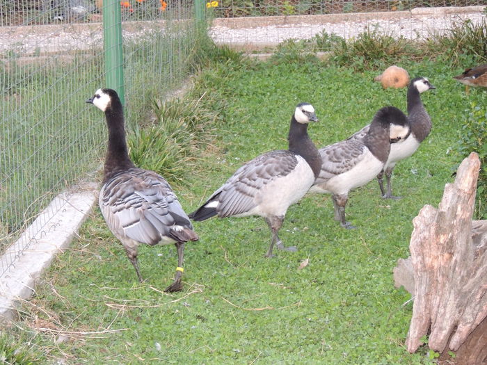 DSCN2444 - Calugar