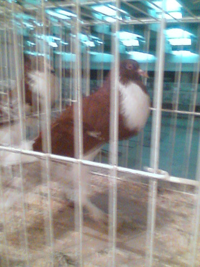 Imag057 - EXPO 2009-SATU MARE-ROMANIA