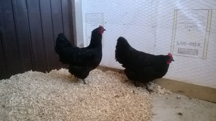 Gaini Australorp Negru; Gaini Australorp Negru
