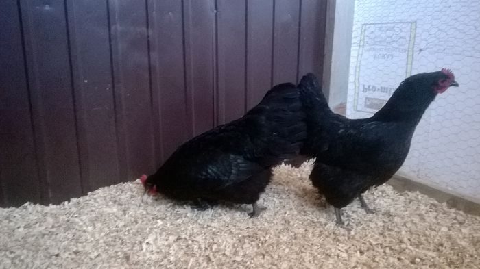 Gaini Australorp Negru; Gaini Australorp Negru
