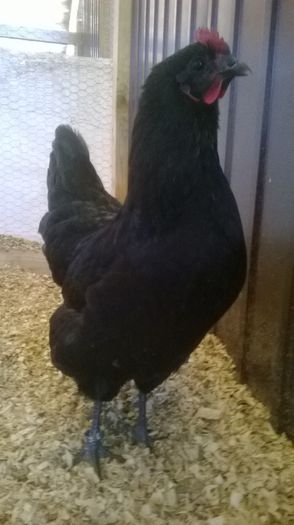 Gaina Australorp Negru; Gaina Australorp Negru
