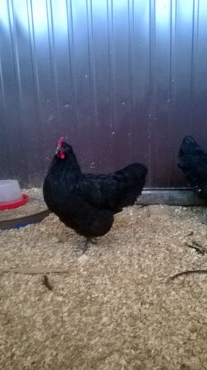 Gaina Australorp Negru; Gaina Australorp Negru
