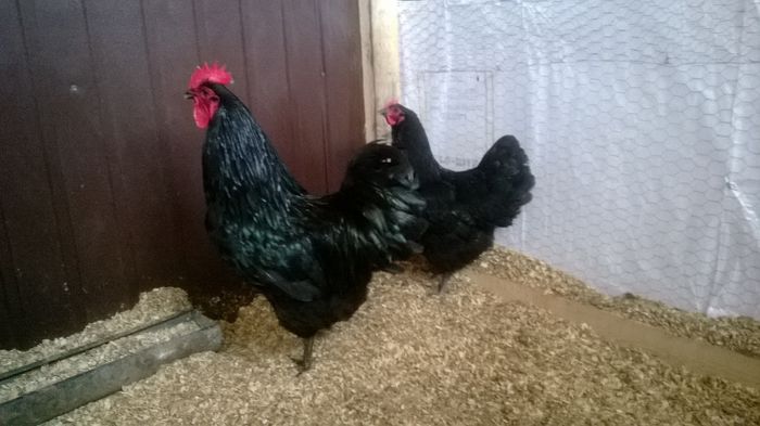 Cocos Australorp Negru; Cocos Australorp Negru
