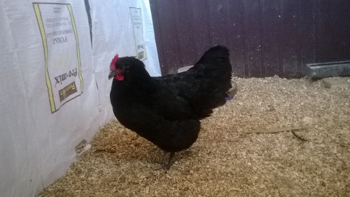 Gaina Australorp Negru; Gaina Australorp Negru
