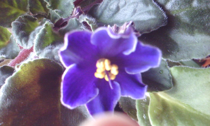 2015-02-15 09.32.33 - VIOLETELE mele dragi