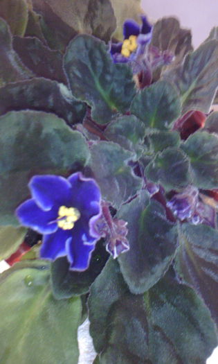 2015-02-15 09.38.58 - VIOLETELE mele dragi