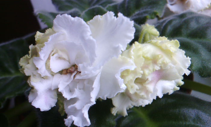 R.S GERCOGENIA - VIOLETELE mele dragi