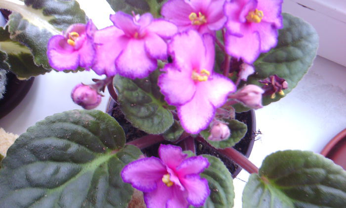 2015-02-15 10.07.57 - VIOLETELE mele dragi