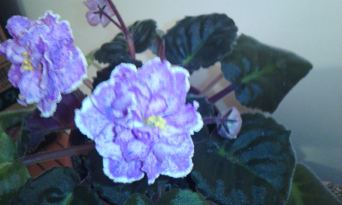l - VIOLETELE mele dragi