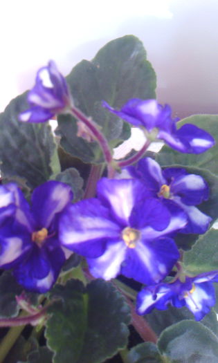 2015-01-01 14.07.33 - VIOLETELE mele dragi