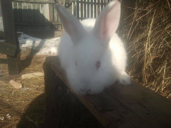 11003939_771695122926667_1976604302_n