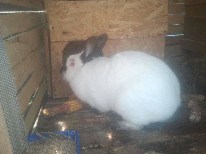 11008853_771694836260029_873429836_n